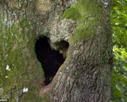 http://in2eastafrica.net/just-in-time-for-valentines-day-the-love-hearts-of-nature-2/
